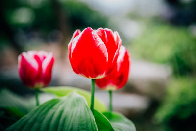 Close-up of red tulips blooming outdoors