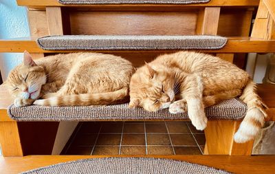 Cat sleeping on chair