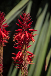 Close-up of red flowering plant