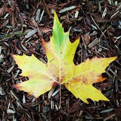 Close-up of maple leaf in water