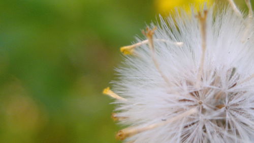 Close-up of dandelion