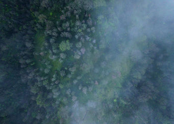 Full frame shot of trees in forest