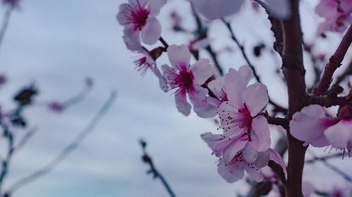 Close-up of pink cherry blossoms in spring