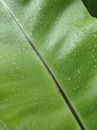 Full frame shot of raindrops on leaves