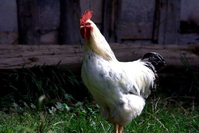 Close-up of rooster on field