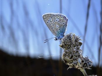 Close-up of insect on blue flower