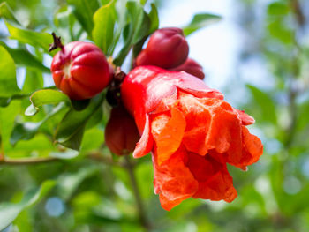 Close-up of red berries growing on tree