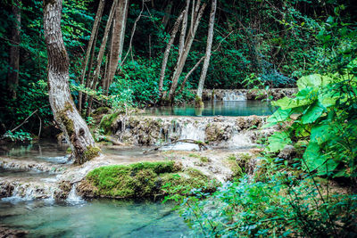 Plants growing by river in forest