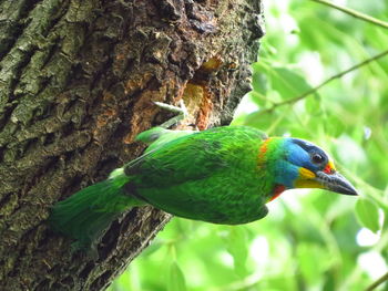 Close-up of parrot perching on tree