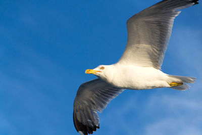 Low angle view of seagull flying