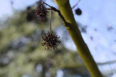 Close-up of wilted plant against blurred background