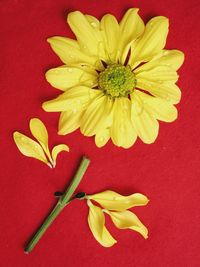 Close-up of yellow flower against red background