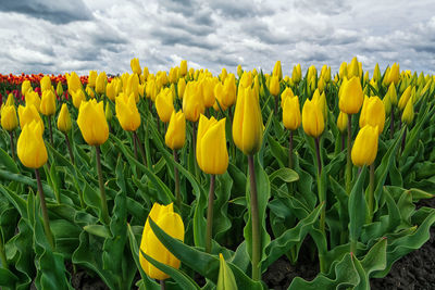 Close-up of yellow flowers blooming on field against sky