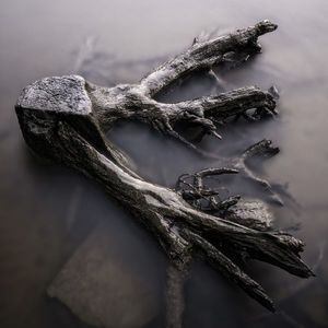 Drift wood in water