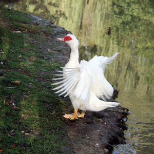 Close-up of swan on lake