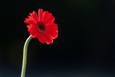 Close-up of red daisy against black background