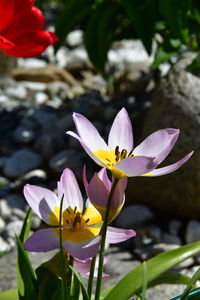 Close-up of purple water lily