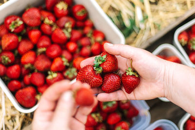 Cropped hand holding strawberries