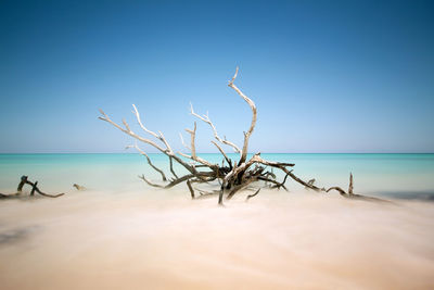 Dead tree on beach against clear blue sky