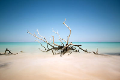 Dead plant on beach against clear blue sky