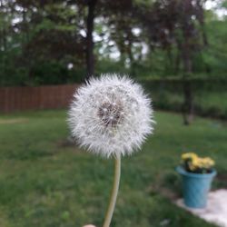 Close-up of dandelion flower