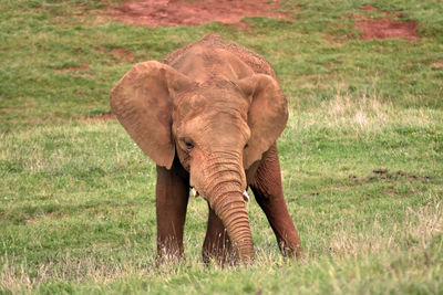 Elephant in a field