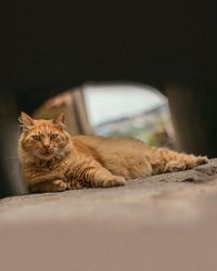 Portrait of cat sitting on floor