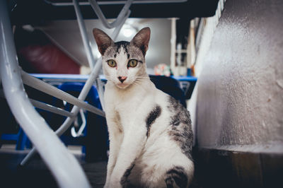 Portrait of cat sitting below table