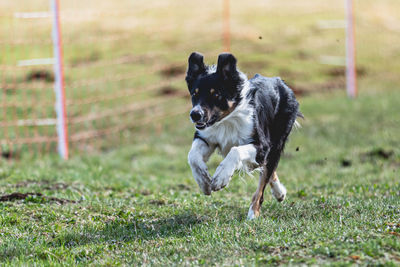 Dogs running on field