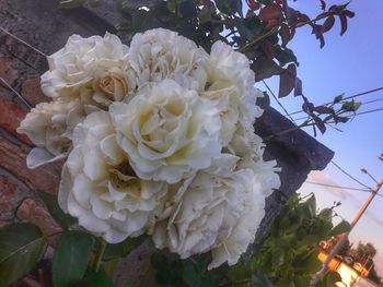 Close-up of fresh white rose blooming outdoors