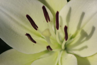 Macro shot of flower