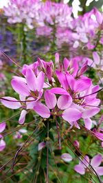 Close-up of pink flowers blooming outdoors