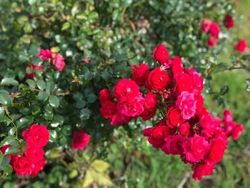 Close-up of red flowers blooming outdoors