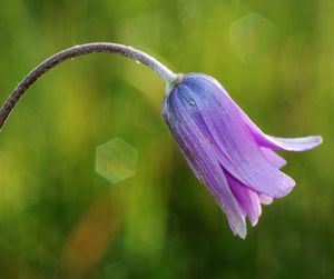 Close-up of purple flowering plant