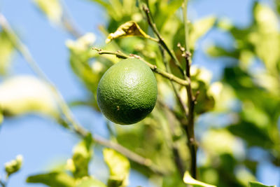 Green avocado tree fruit persea americana miller growing in naples, florida