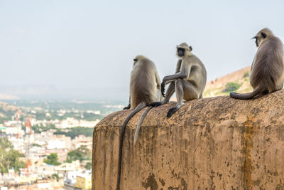 Monkeys sitting on retaining wall against clear sky