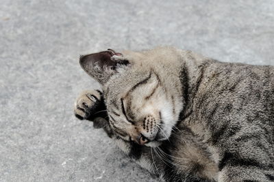 High angle view of cat sleeping