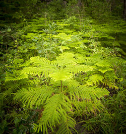 Close-up of green leaves on land in forest