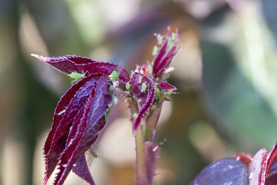 Close-up of purple flowering plant