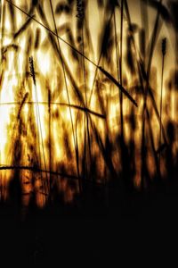 Close-up of silhouette plants in forest