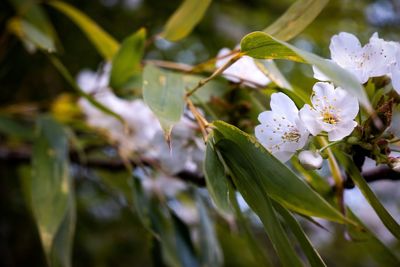 Close-up of white flowering plant