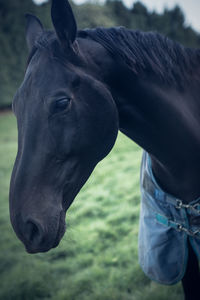 Close-up of horse on field