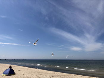 Seagulls flying over beach