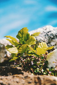 Close-up of yellow flowering plant
