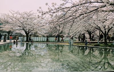 Cherry tree by lake against sky