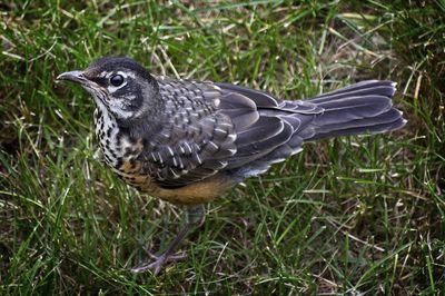 Close-up of a bird on field