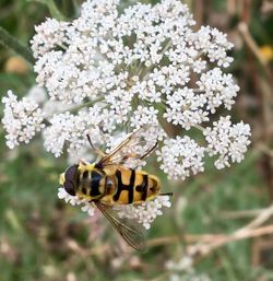 Close-up of butterfly pollinating on flower