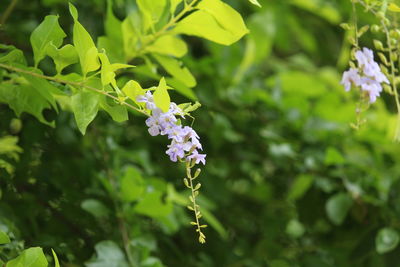 Close-up of purple flowering plant