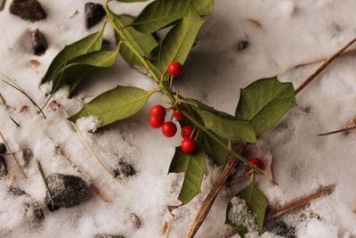 Close-up of red berries on tree