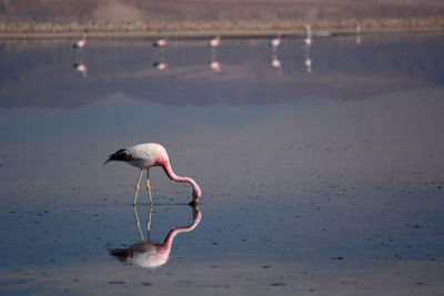 Flamingo bird in water